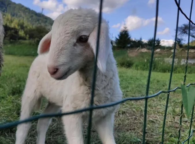 Povh Διαμέρισμα *